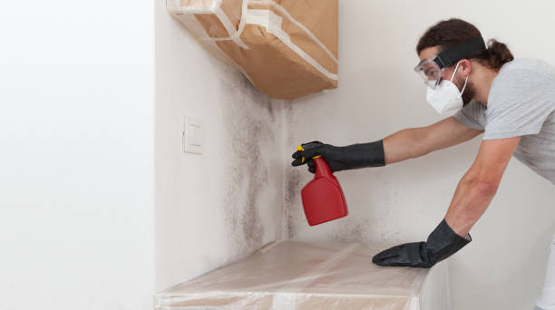 Professional Basement Mold Remediation technician working in New Market, TN