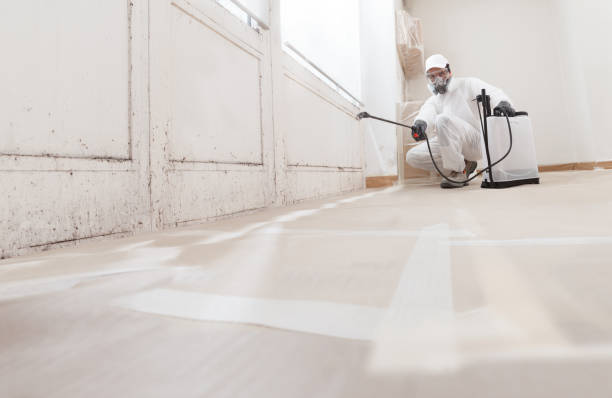 24/7 Emergency Basement Mold Remediation experts in New Market, TN